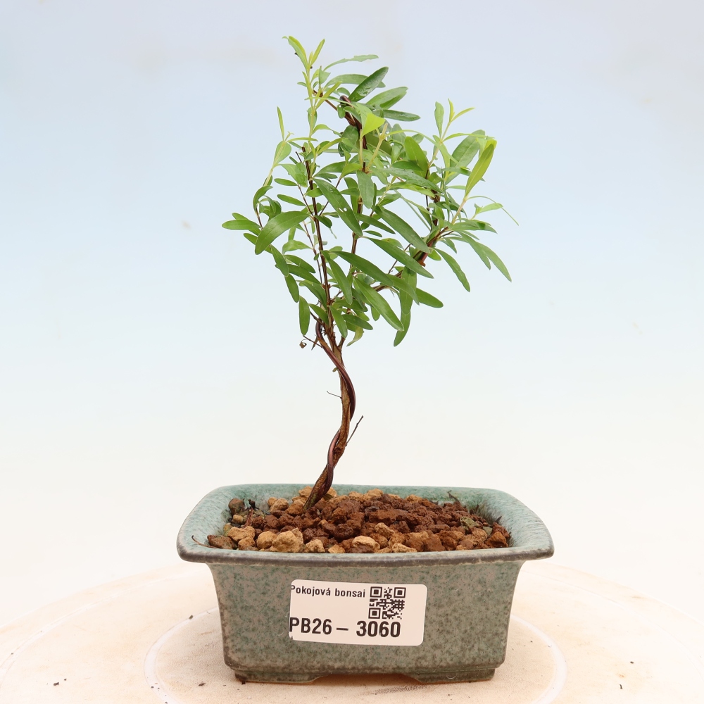 Pokój bonsai - PUNICA granatum nana - jabłko granatu