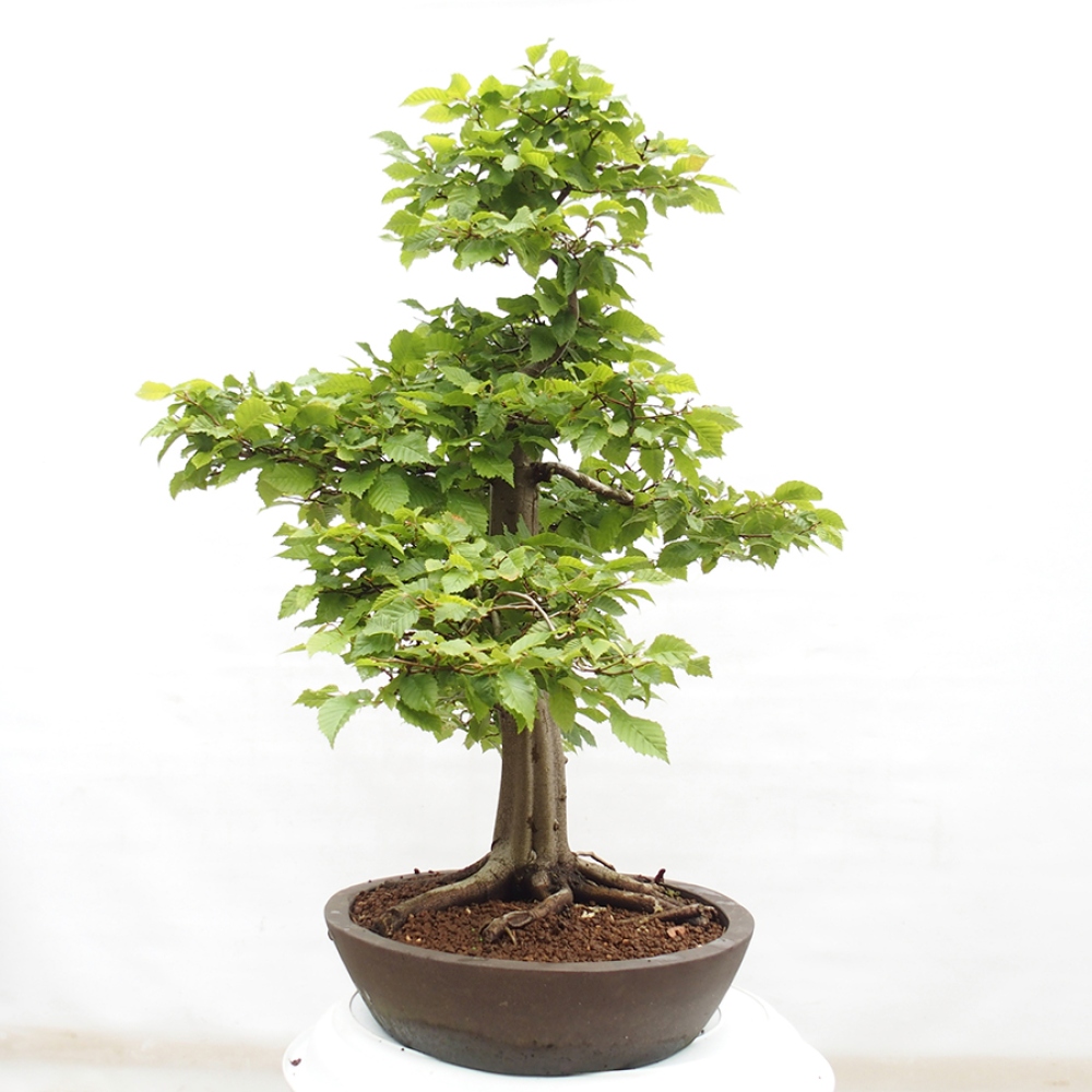 Bonsai zewnętrzne - Grab - Carpinus betulus