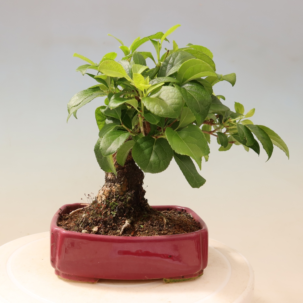 Bonsai zewnętrzne - Celastrus orbiculatus