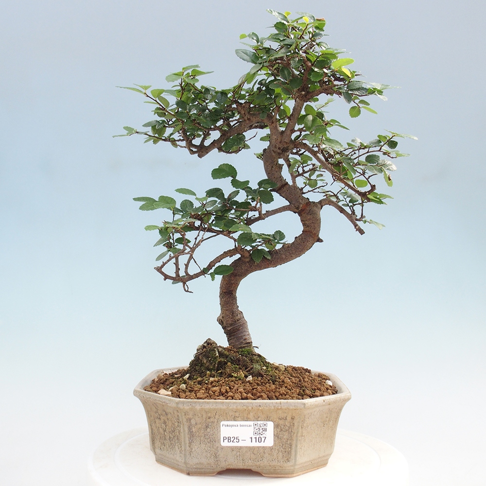Bonsai wewnętrzne - Ulmus parvifolia - Wiąz drobnolistny