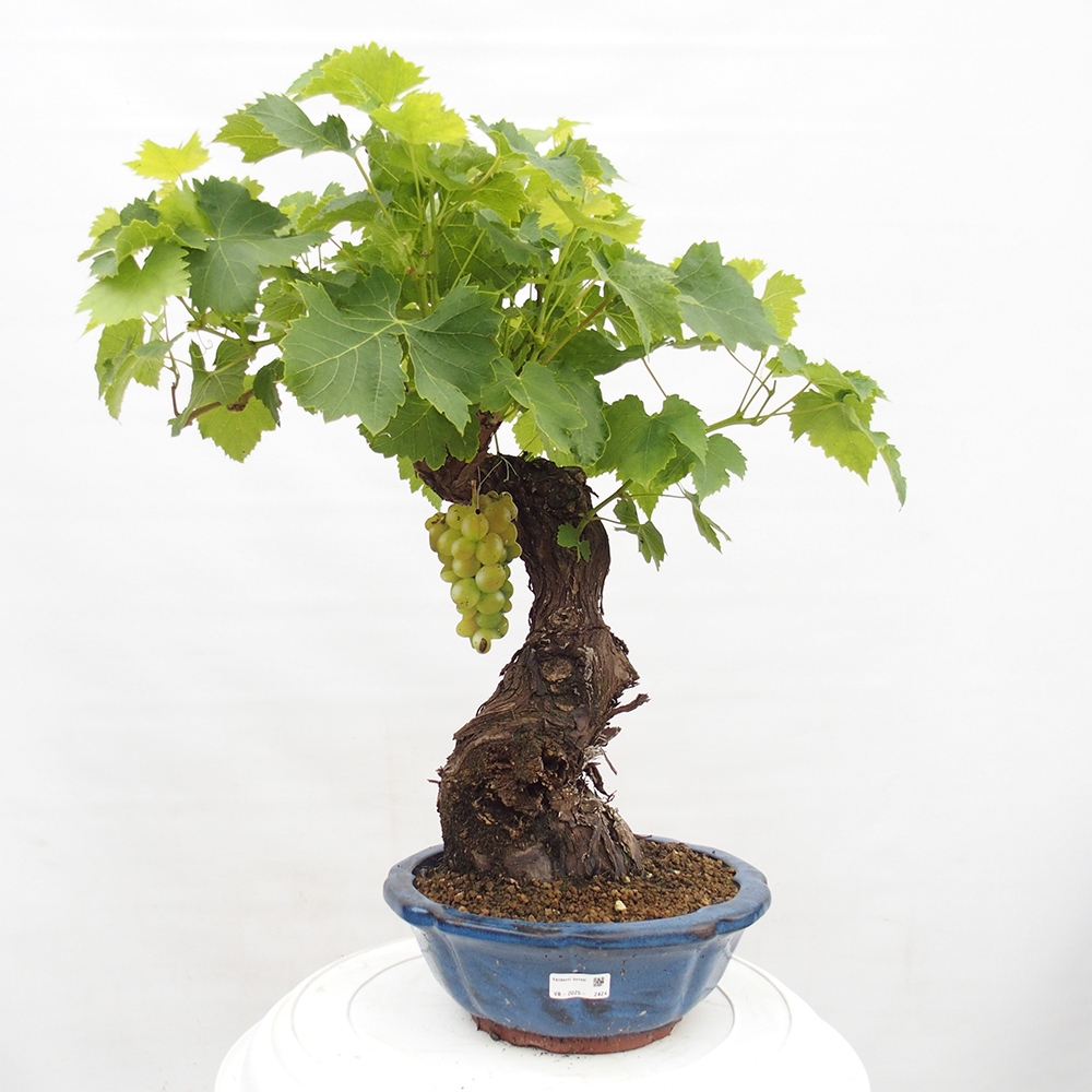 Bonsai plenerowe - Vitis vinnifera MUSKAT ITALIA  - Winorośl