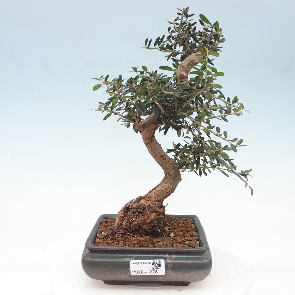 Bonsai do wnętrz - Olea europaea sylvestris