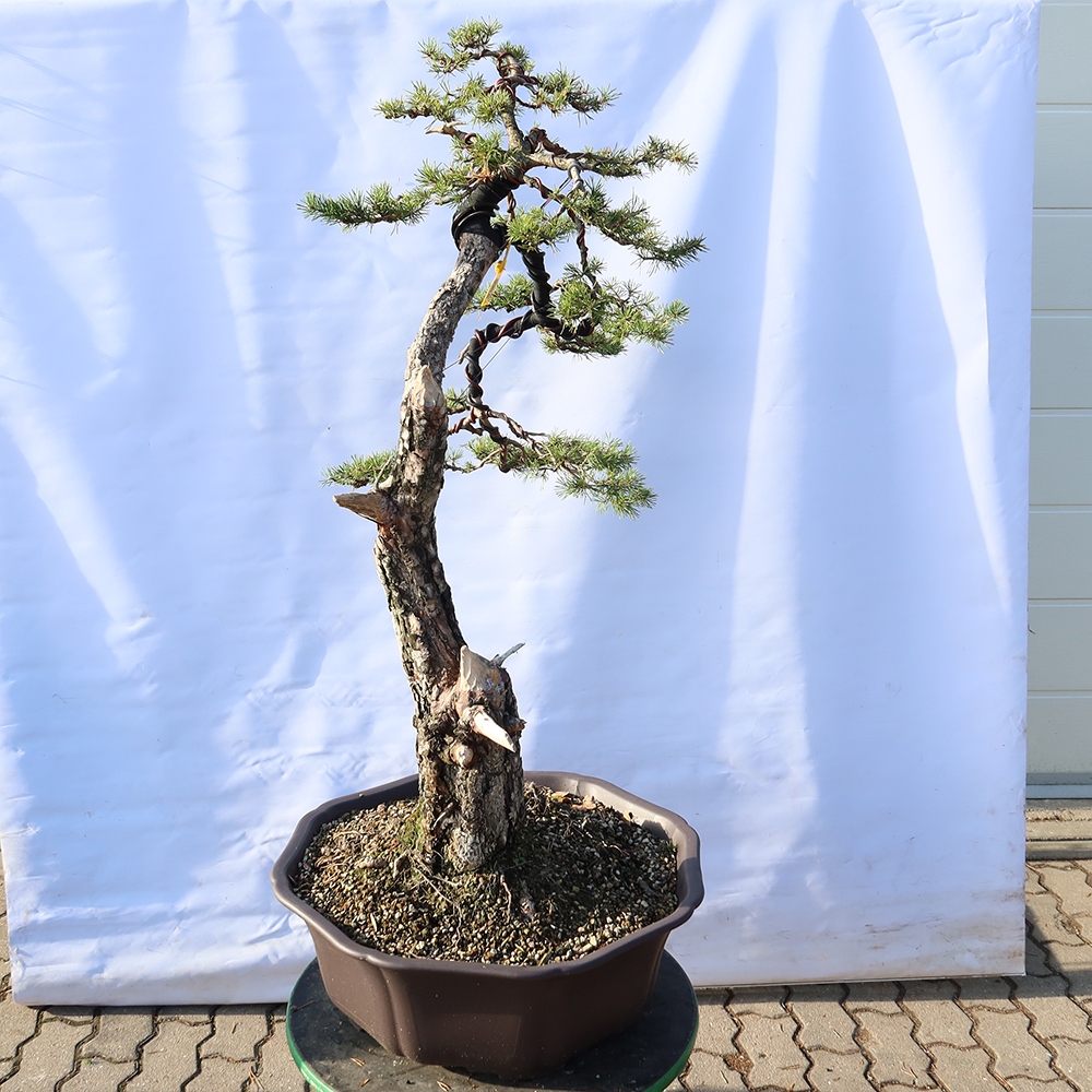 Pinus sylvestris Hiszpania – sosna zwyczajna