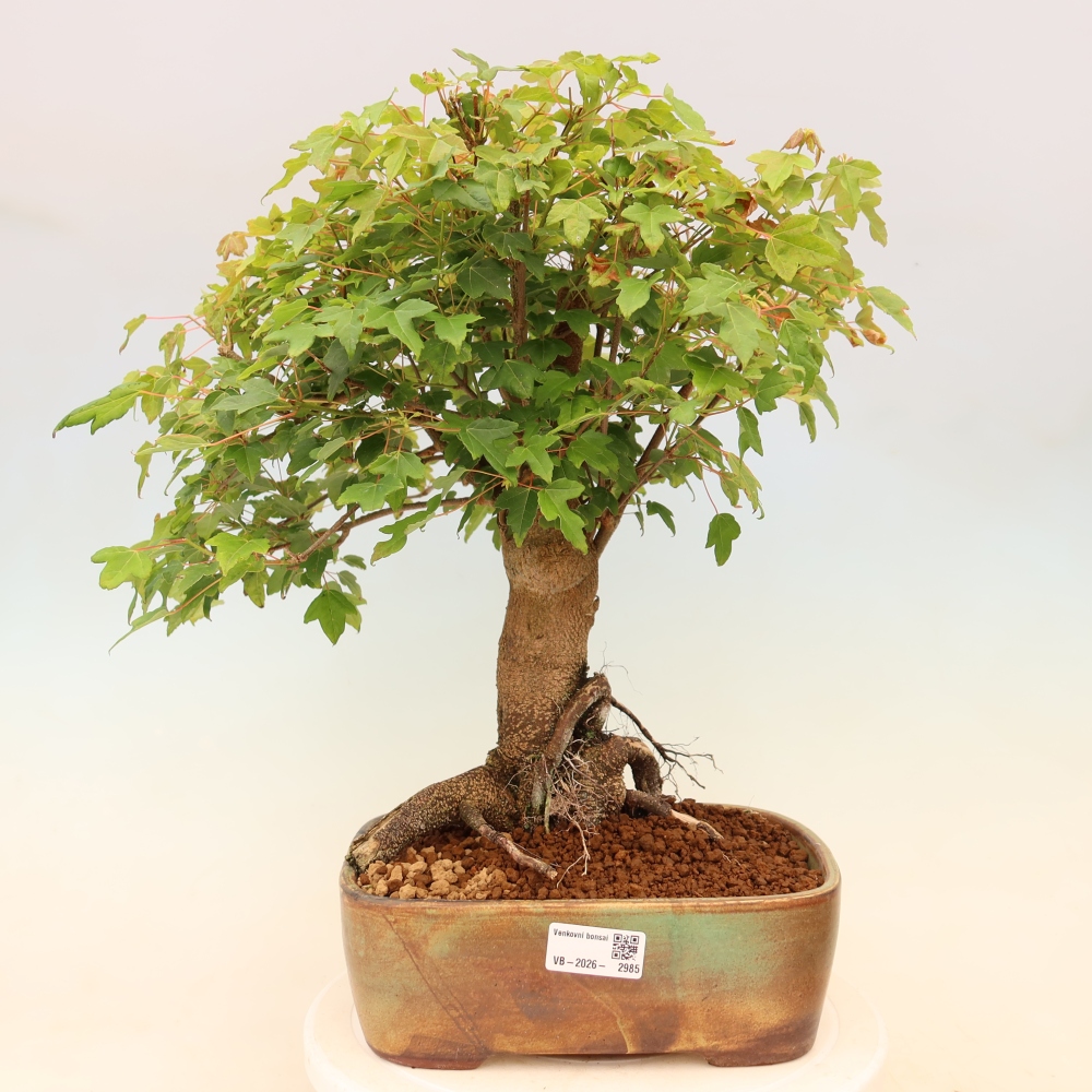 Outdoor bonsai - Klon burgeryjski - Acer burgerianum