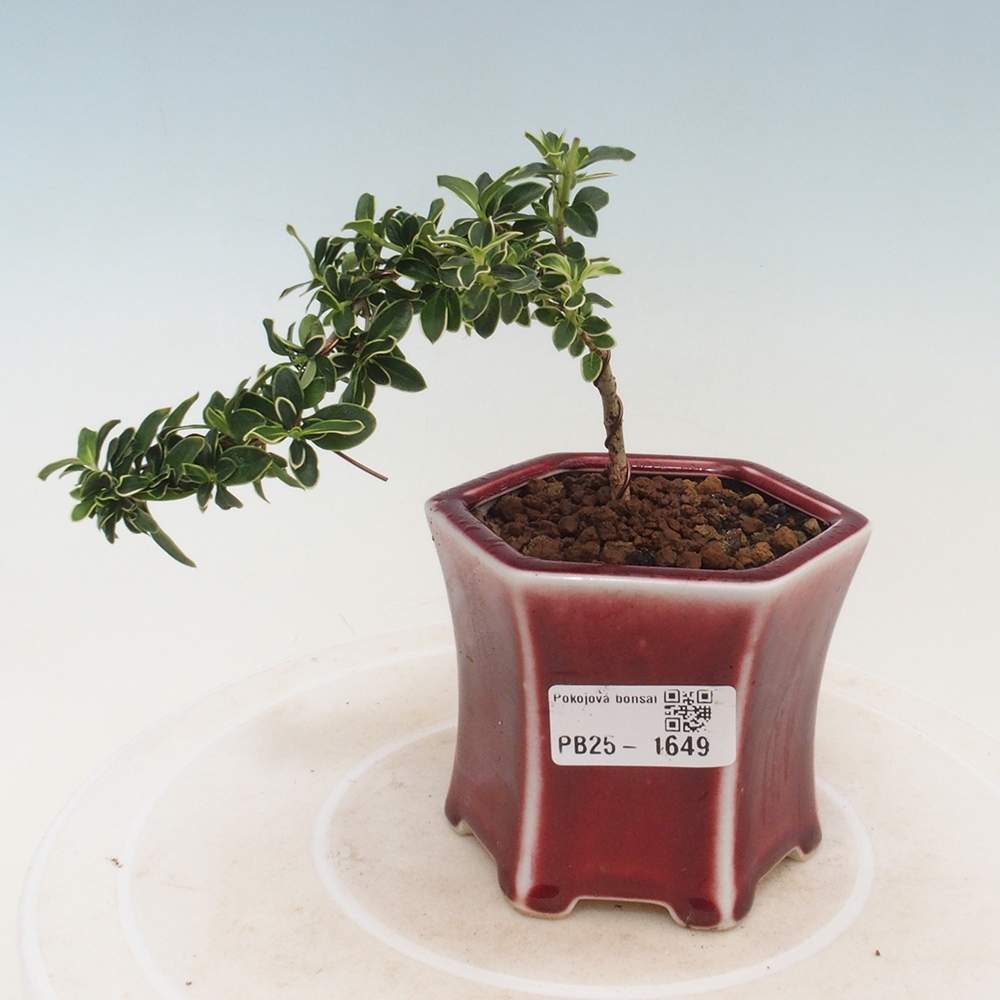 Bonsai do wnętrz - Serissa foetida Variegata - Drzewo tysiąca gwiazd