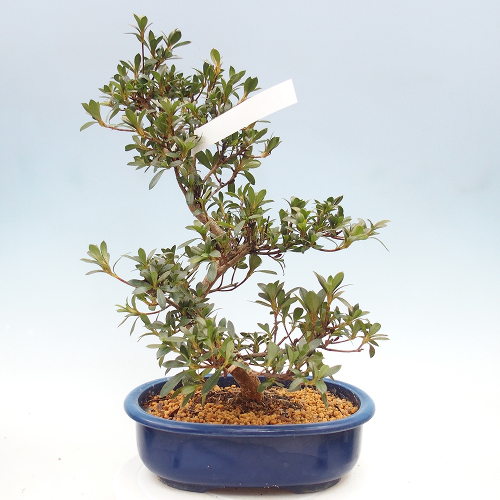 Bonsai zewnętrzne - Azalia japońska - Azalia Reiko