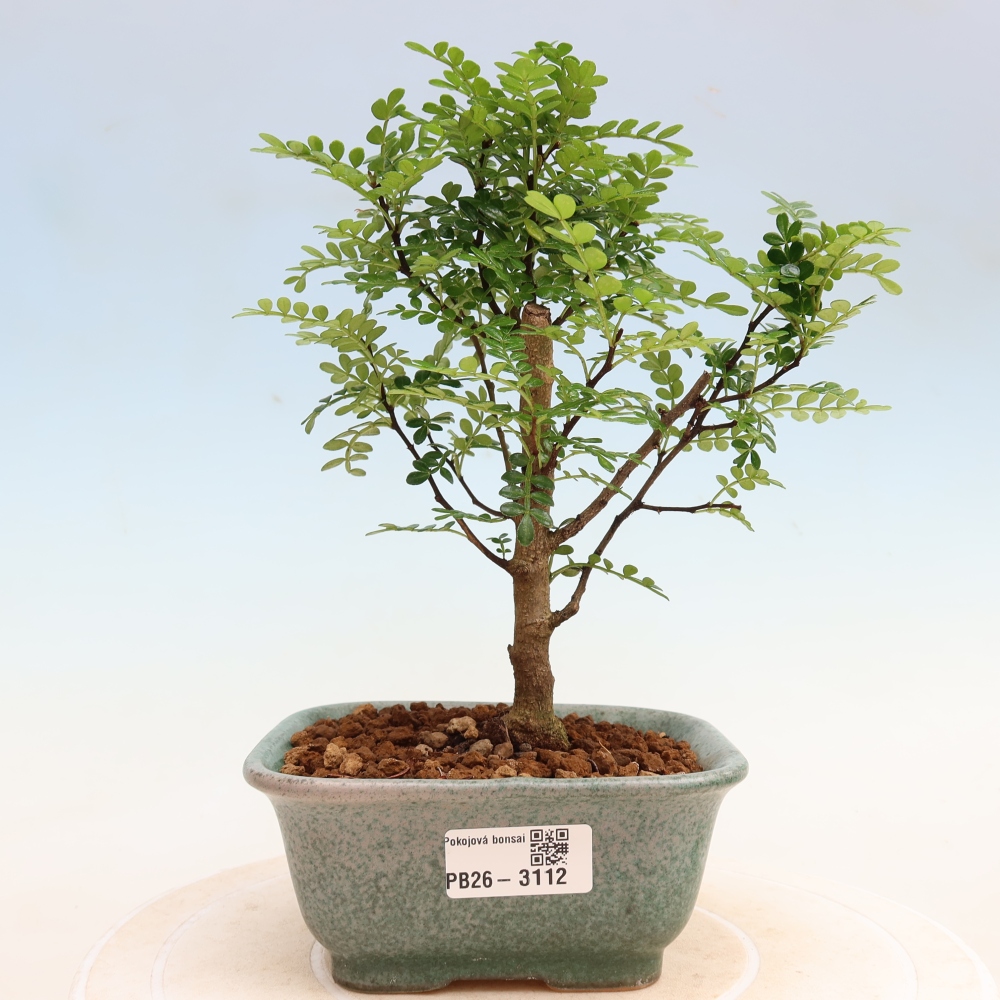 Pokój bonsai - Zantoxylum piperitum - drzewo pieprzowe