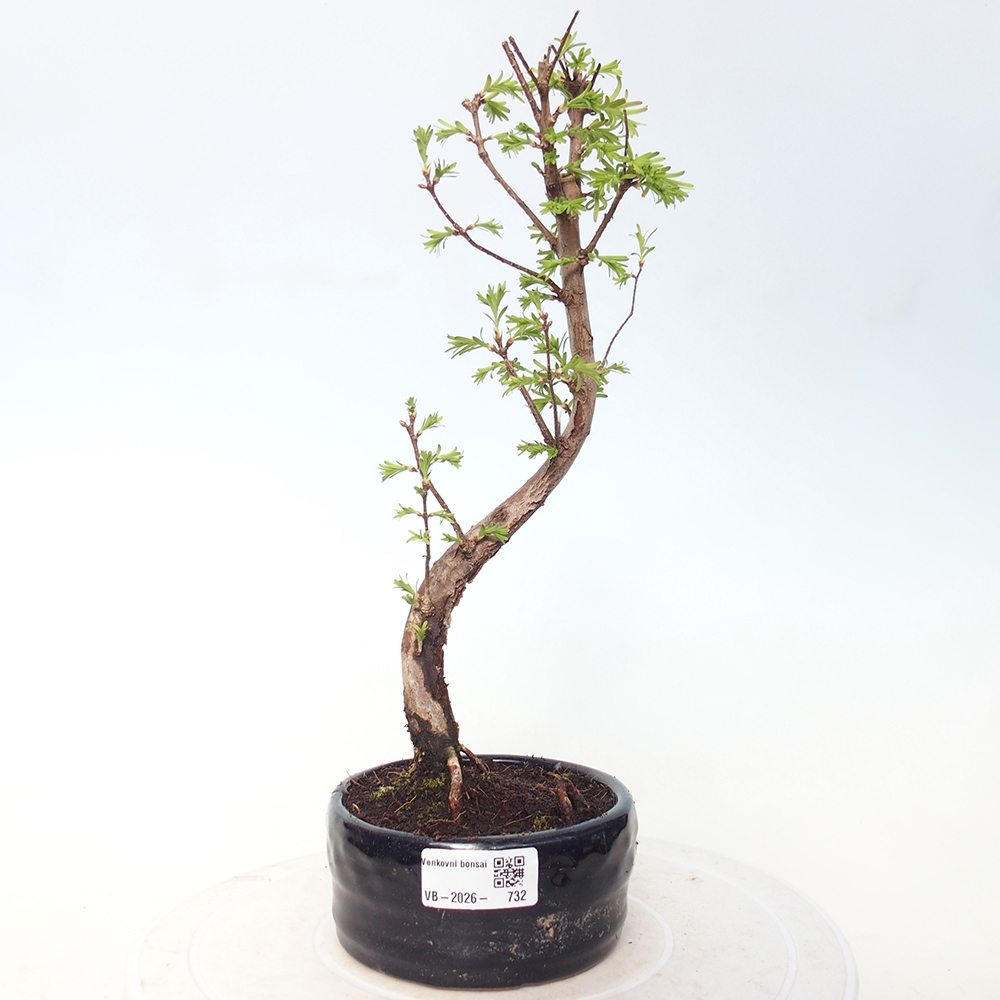 Outdoor bonsai - Metasequoia glyptostroboides - Metasekwoja chińska