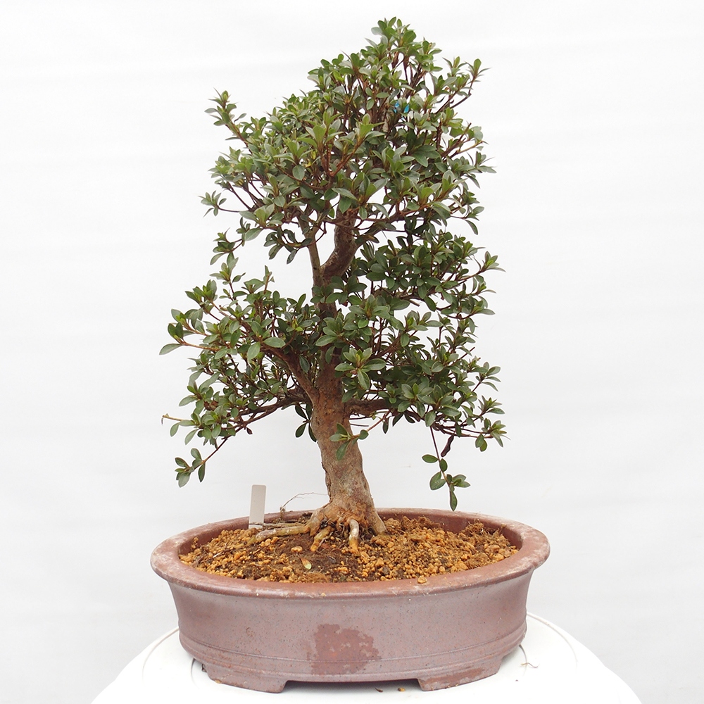 Bonsai zewnętrzne - Azalia japońska - Azalia Hanatsuzuri