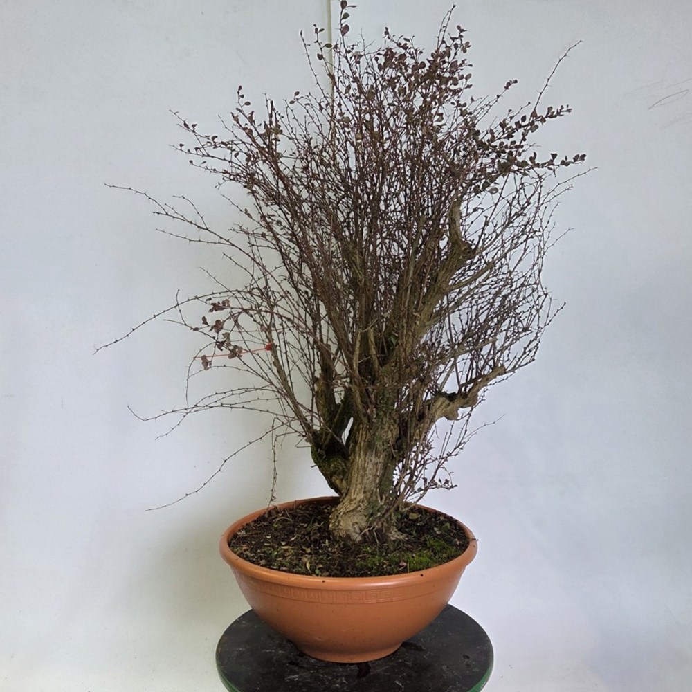 Zewnętrzne bonsai - Berberys - Berberis thunbergii atropurpurea