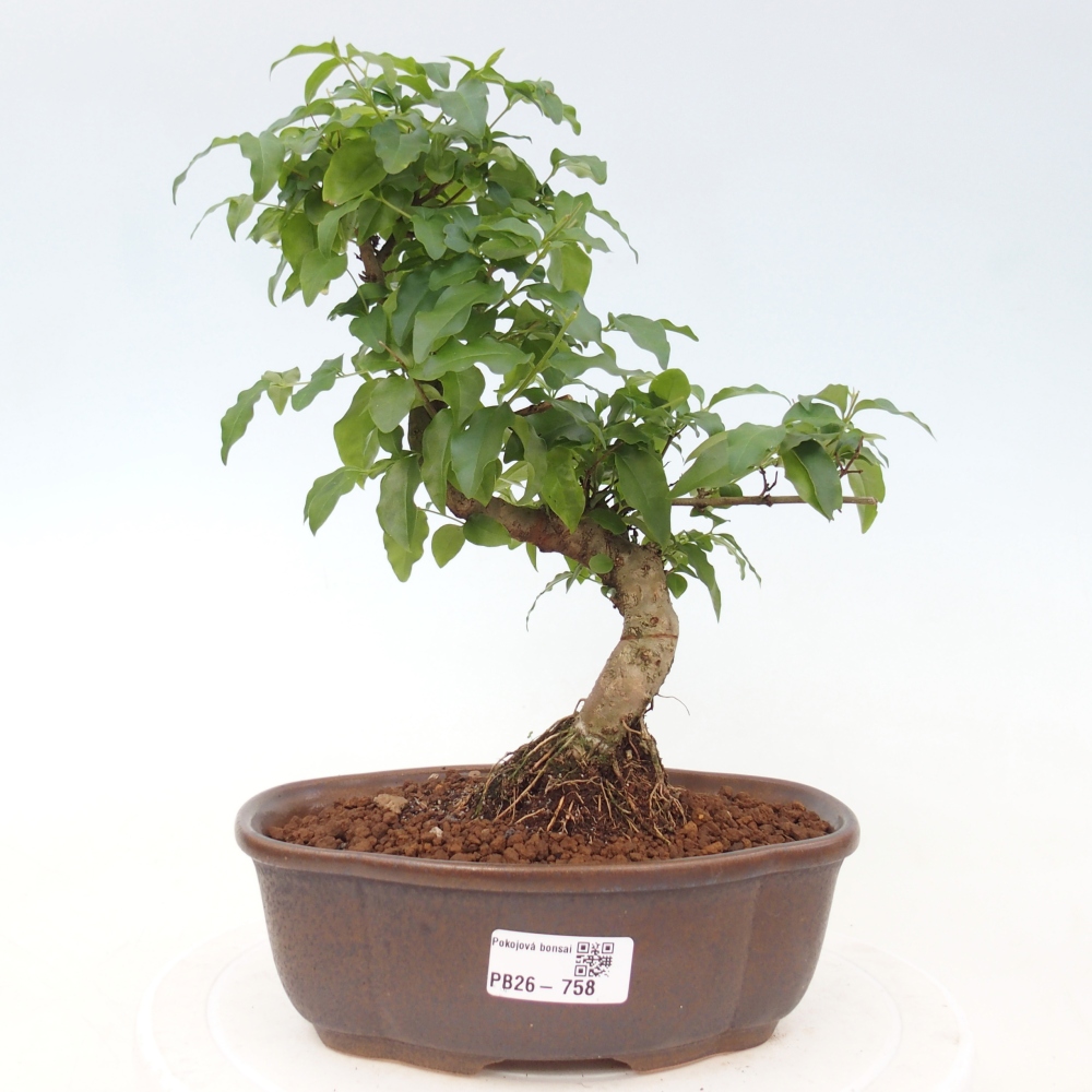 Pokój bonsai - Ligustrum chinensis - Dziób ptaka