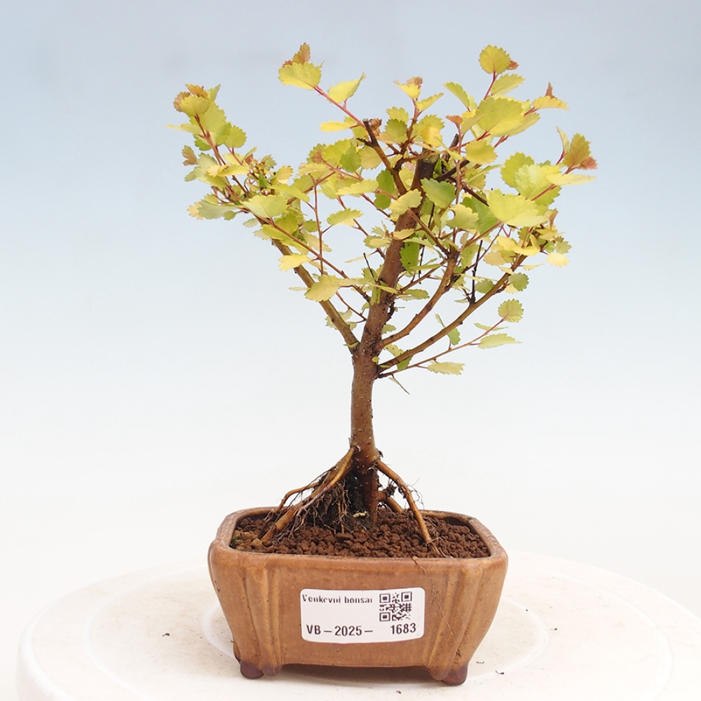 Bonsai zewnętrzne - brzoza karłowata - Betula NANA Treasure
