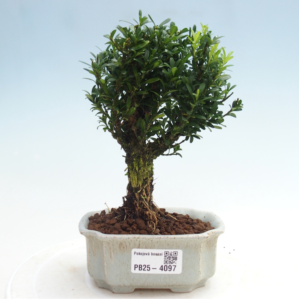 Pokój bonsai - Buxus harlandii - buxus korkowy