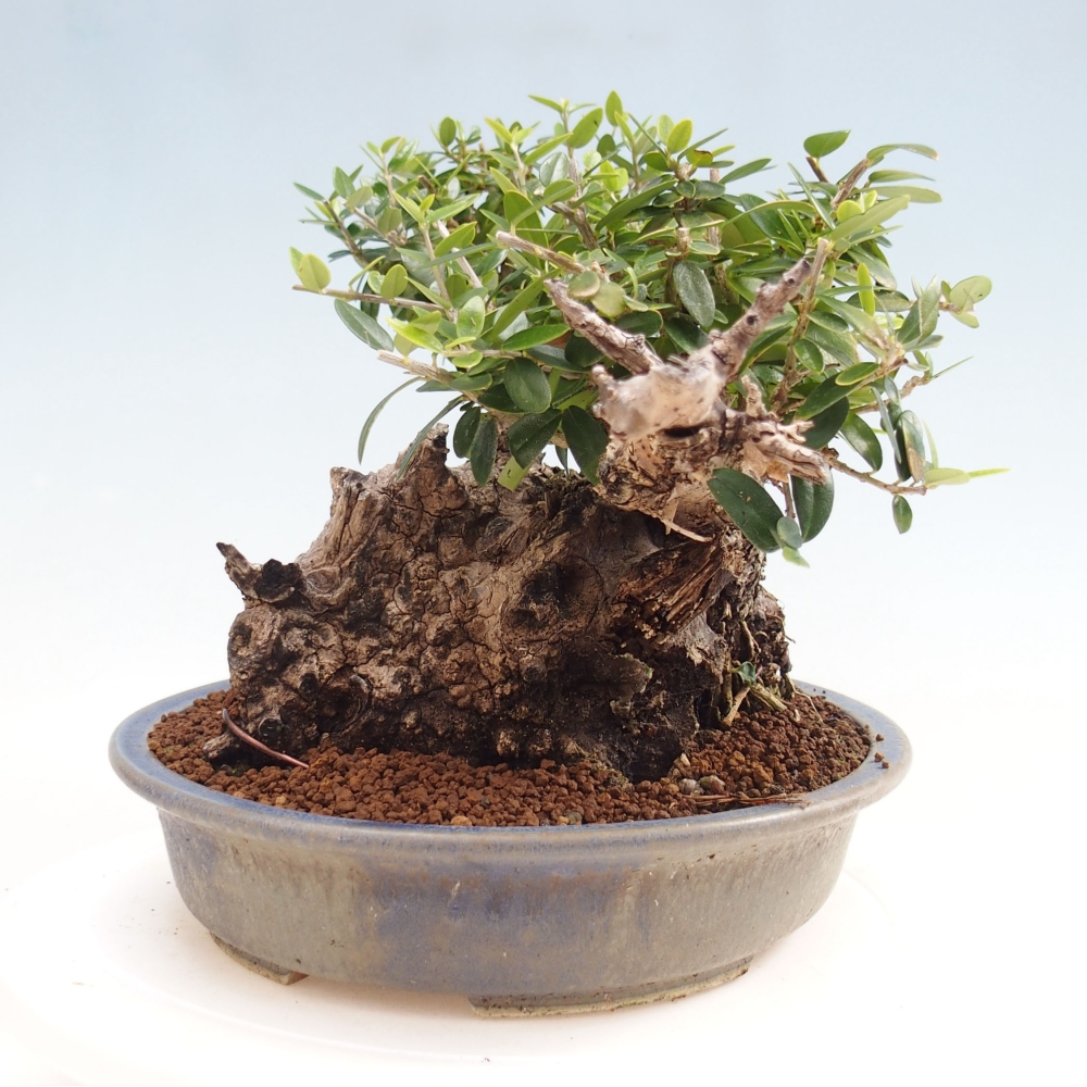 Kryte bonsai - Olea europaea sylvestris - Europejska oliwa z małych liści