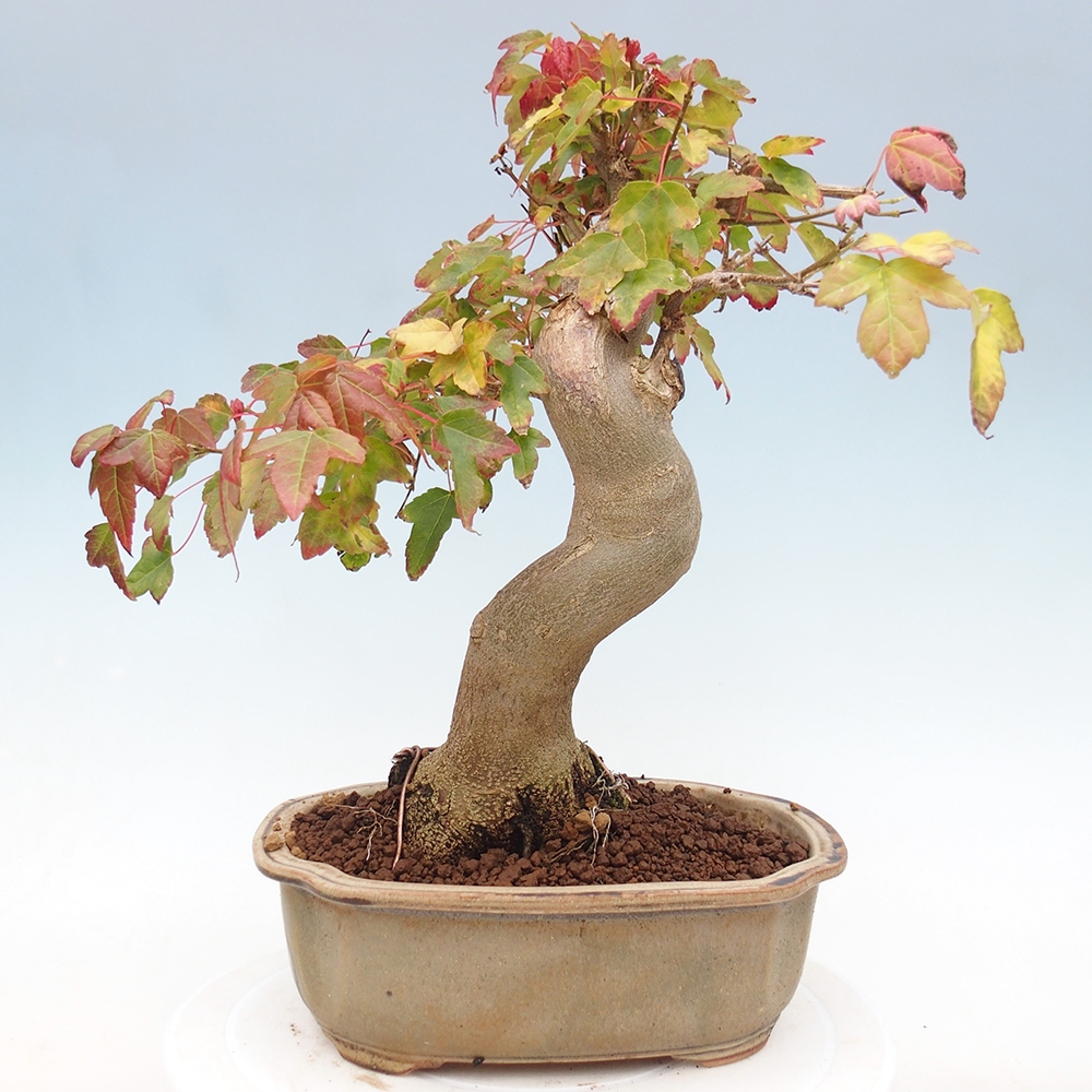 Outdoor bonsai - Acer Buergerianum - Klon Burger