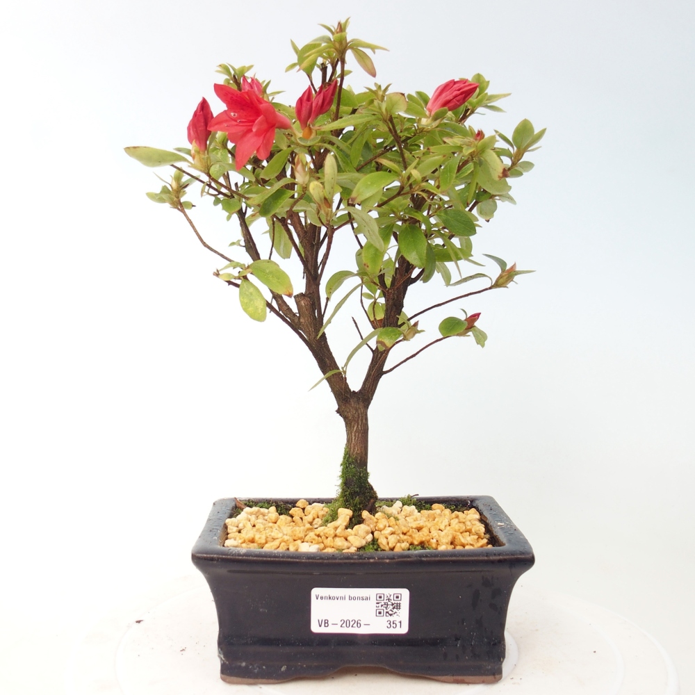 Outdoor bonsai - Azalia japońska - Azalea sp.