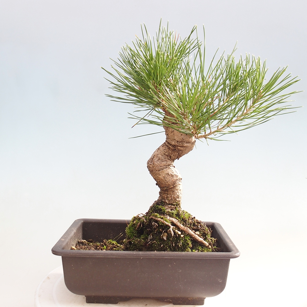 Outdoor bonsai - Pinus thunbergii - sosna Thunberga
