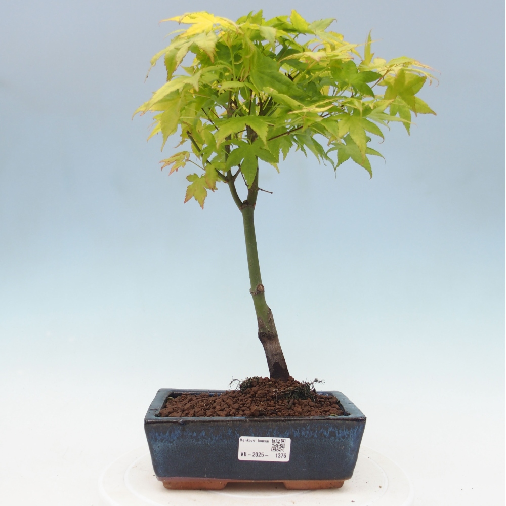 Acer palmatum Aureum - Klon Złotej Palmy