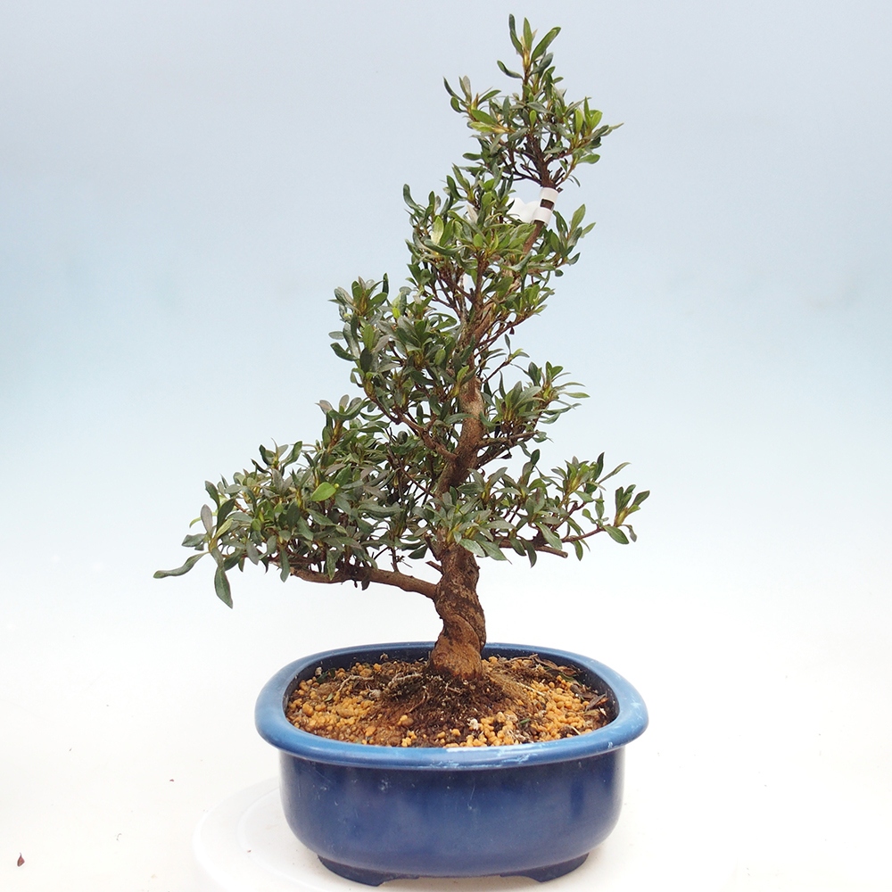 Bonsai zewnętrzne - Azalia japońska - Azalia CHIHIRO