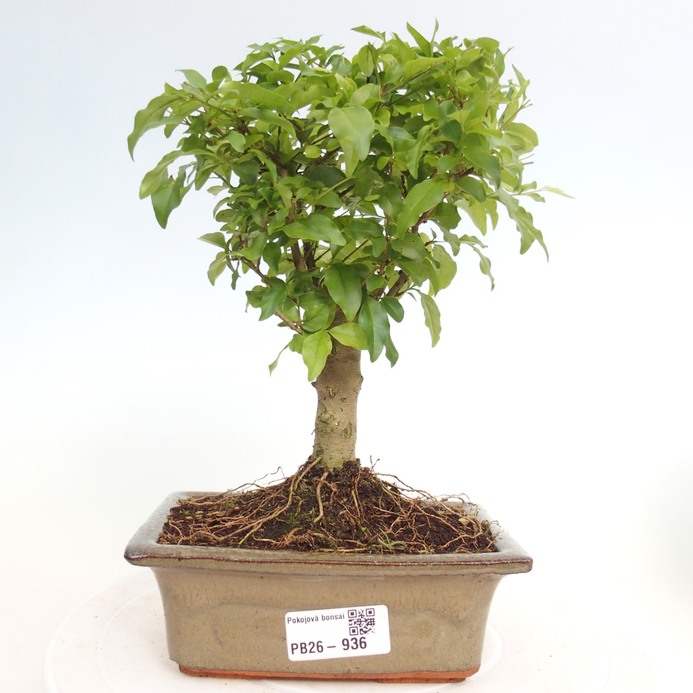 Pokój bonsai - Ligustrum chinensis - Dziób ptaka