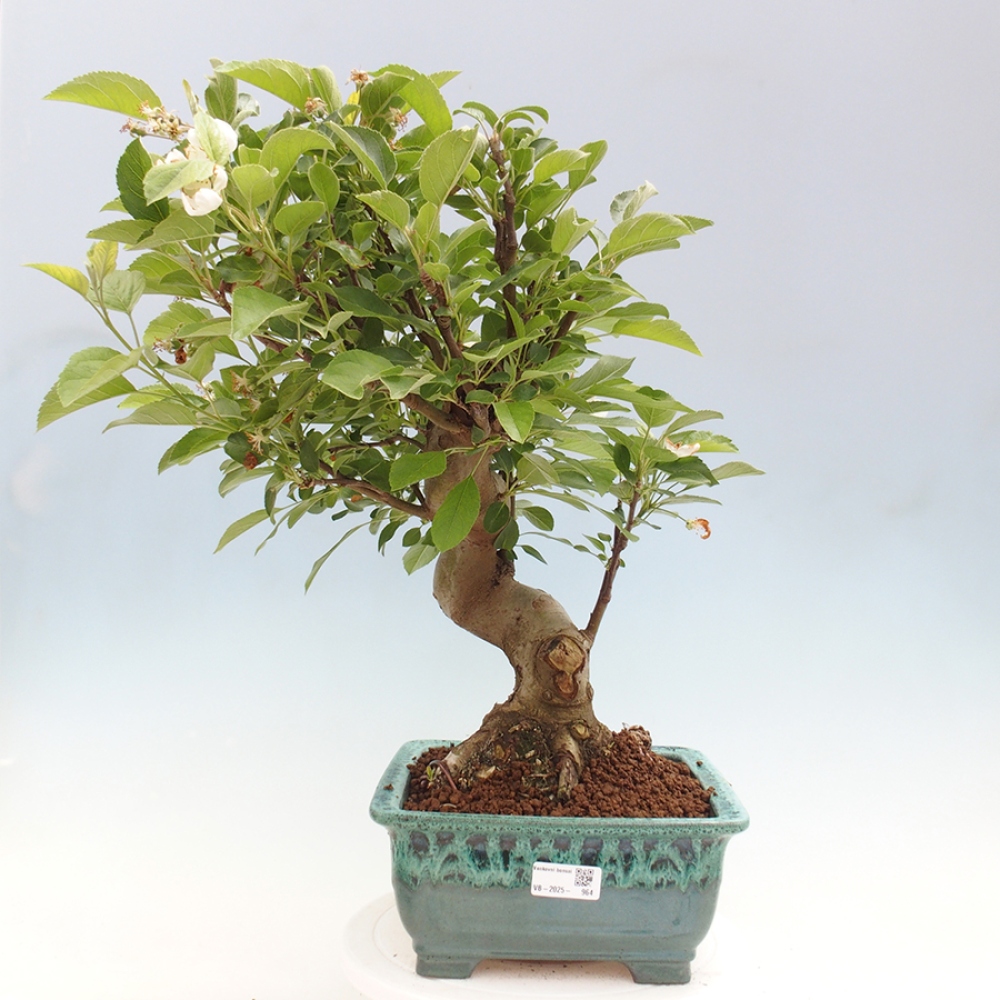 Bonsai plenerowe - Malus Halliana - Jabłoń drobnoowocowa