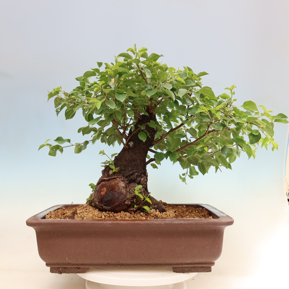 Bonsai ogrodowe – Mahalebka – Prunus mahaleb