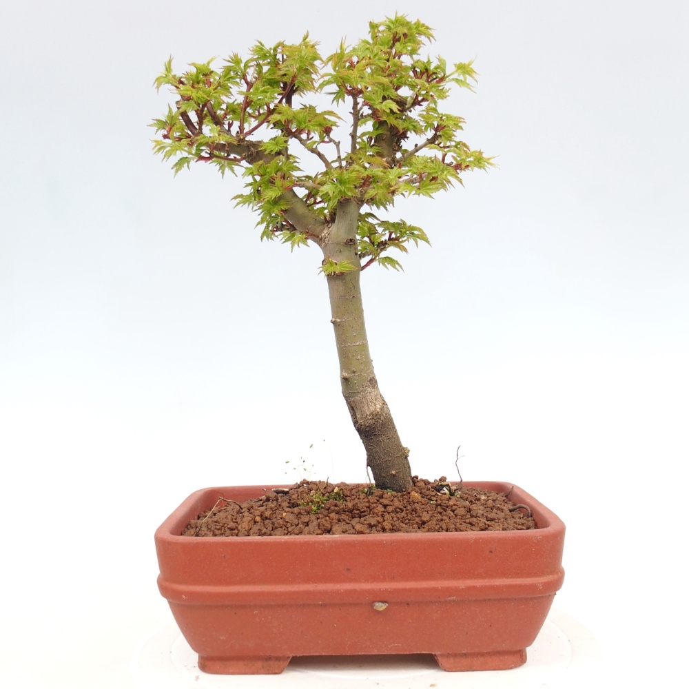 Outdoor bonsai - palma jaworowa Acer palmatum Shishigashira