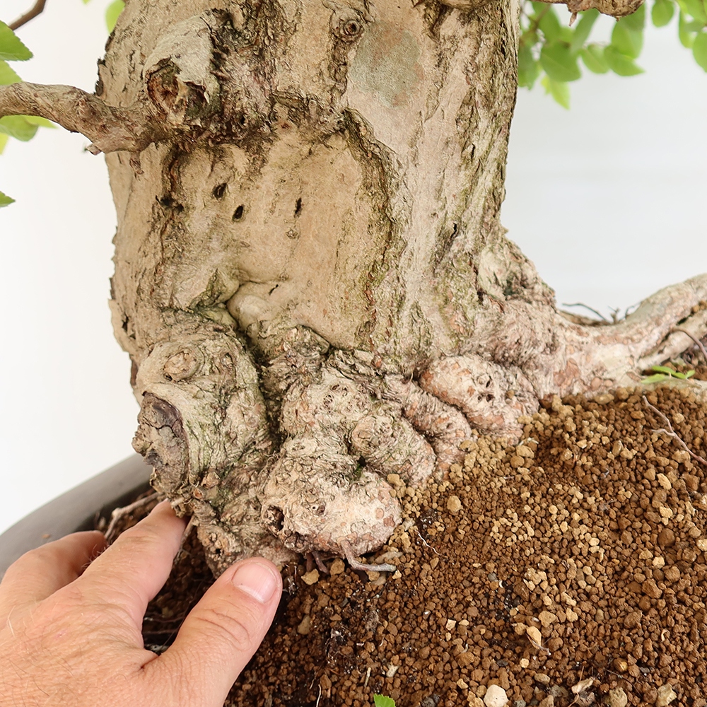 Bonsai plenerowe - Carpinus Coreana - grab koreański