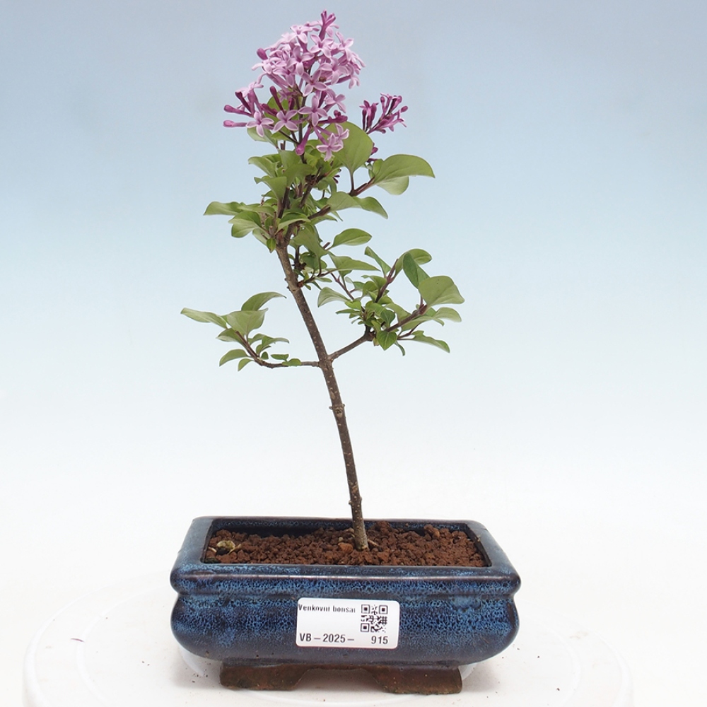 Bonsai zewnętrzne - Syringa Meyeri Palibin - Liliowy Meyera