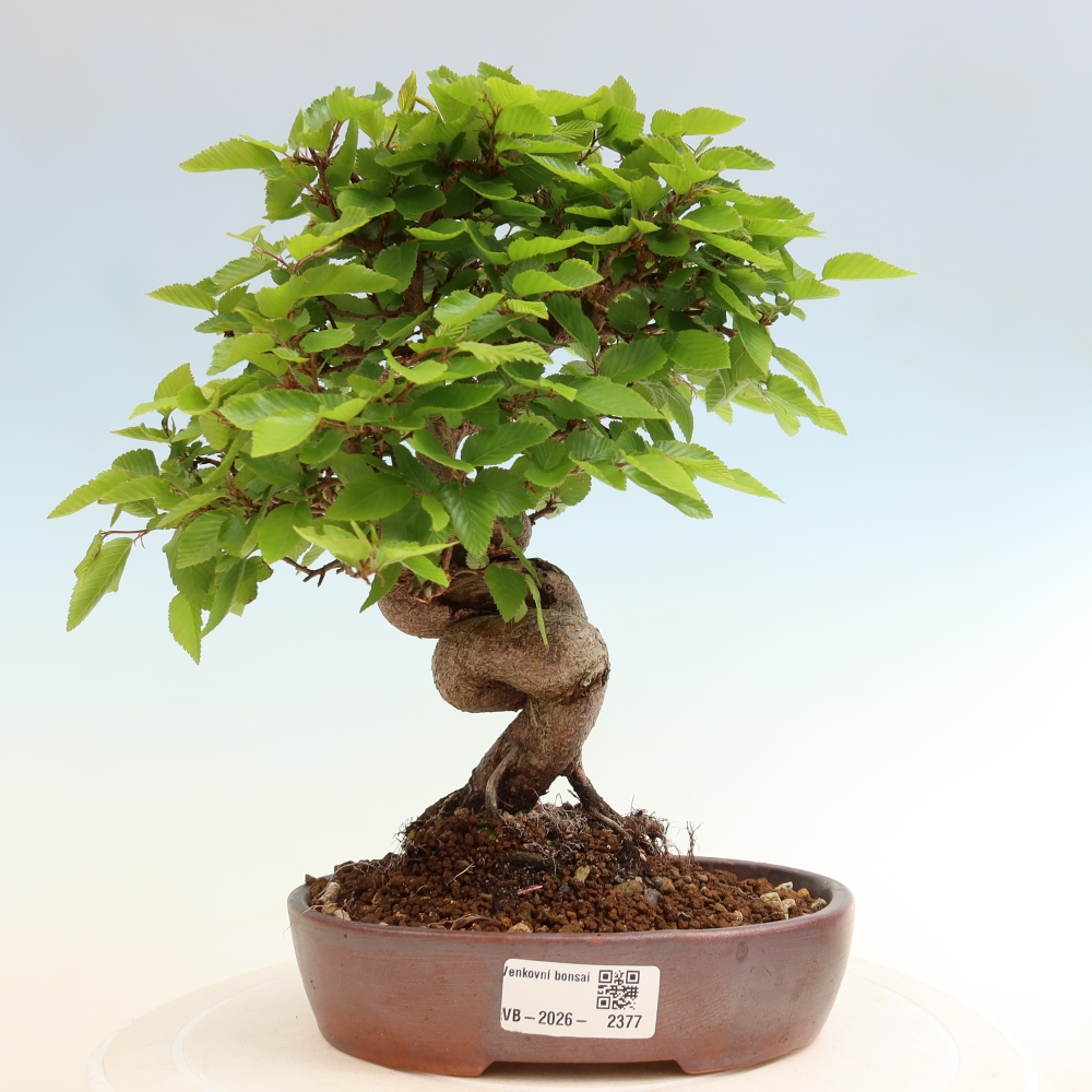 Outdoor bonsai - Carpinus coreana - grab koreański