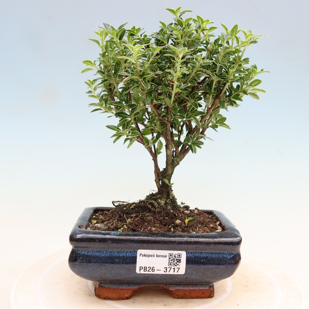 Bonsai pokojowe – Serissa foetida Variegata – Drzewo tysiąca gwiazd