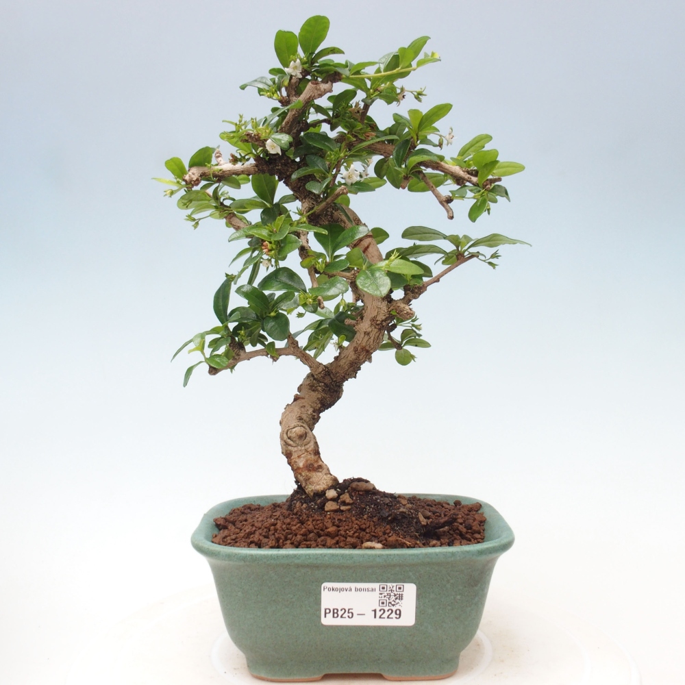 Bonsai wewnętrzne - Carmona makrophylla - Herbata Fuki