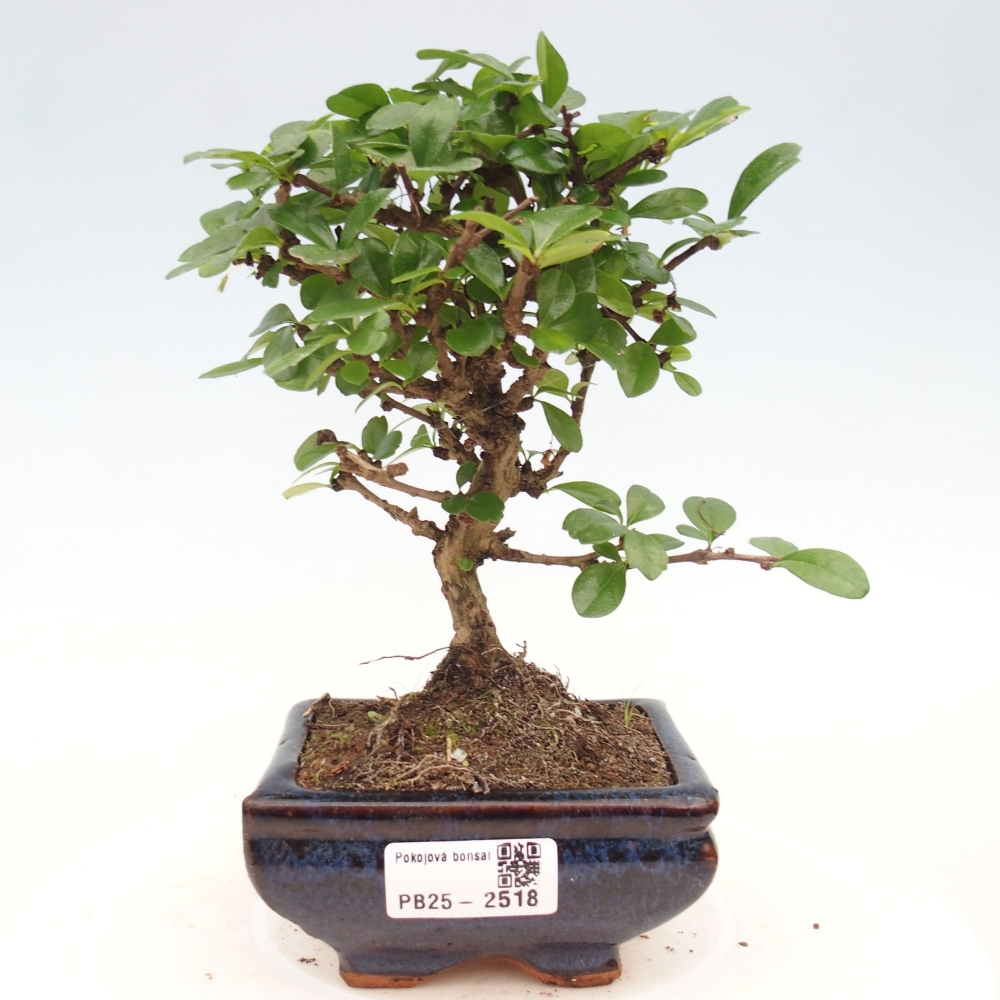 Bonsai wewnętrzne - Carmona makrophylla - Herbata Fuki