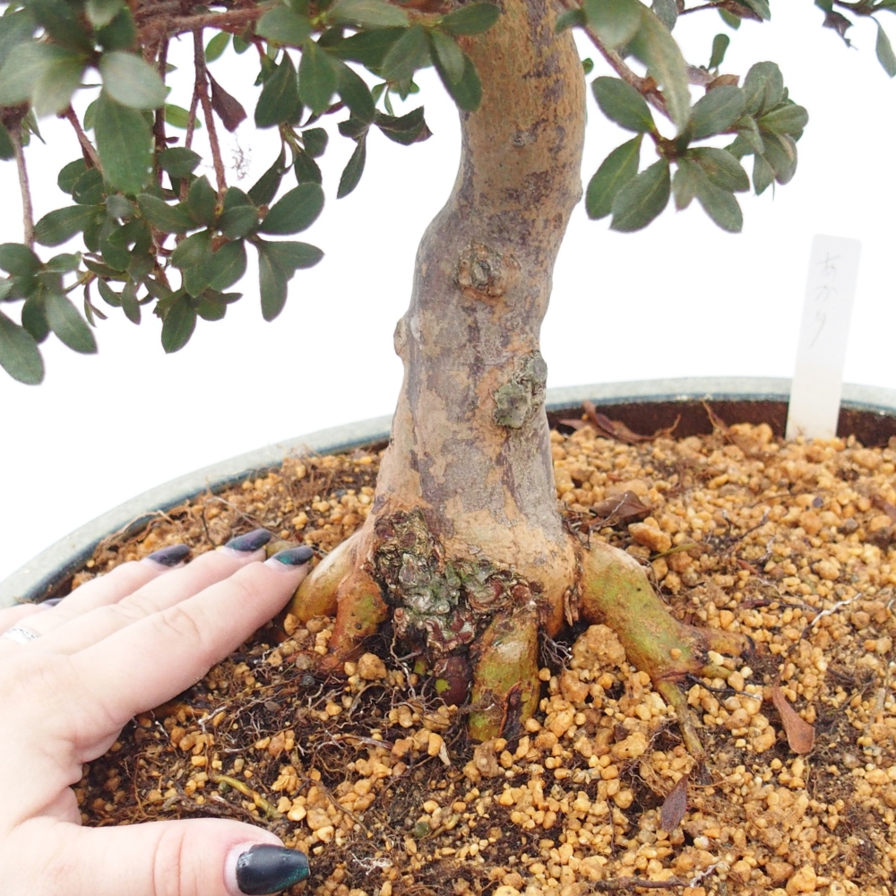 Bonsai zewnętrzne - Azalia japońska - Azalia Akari