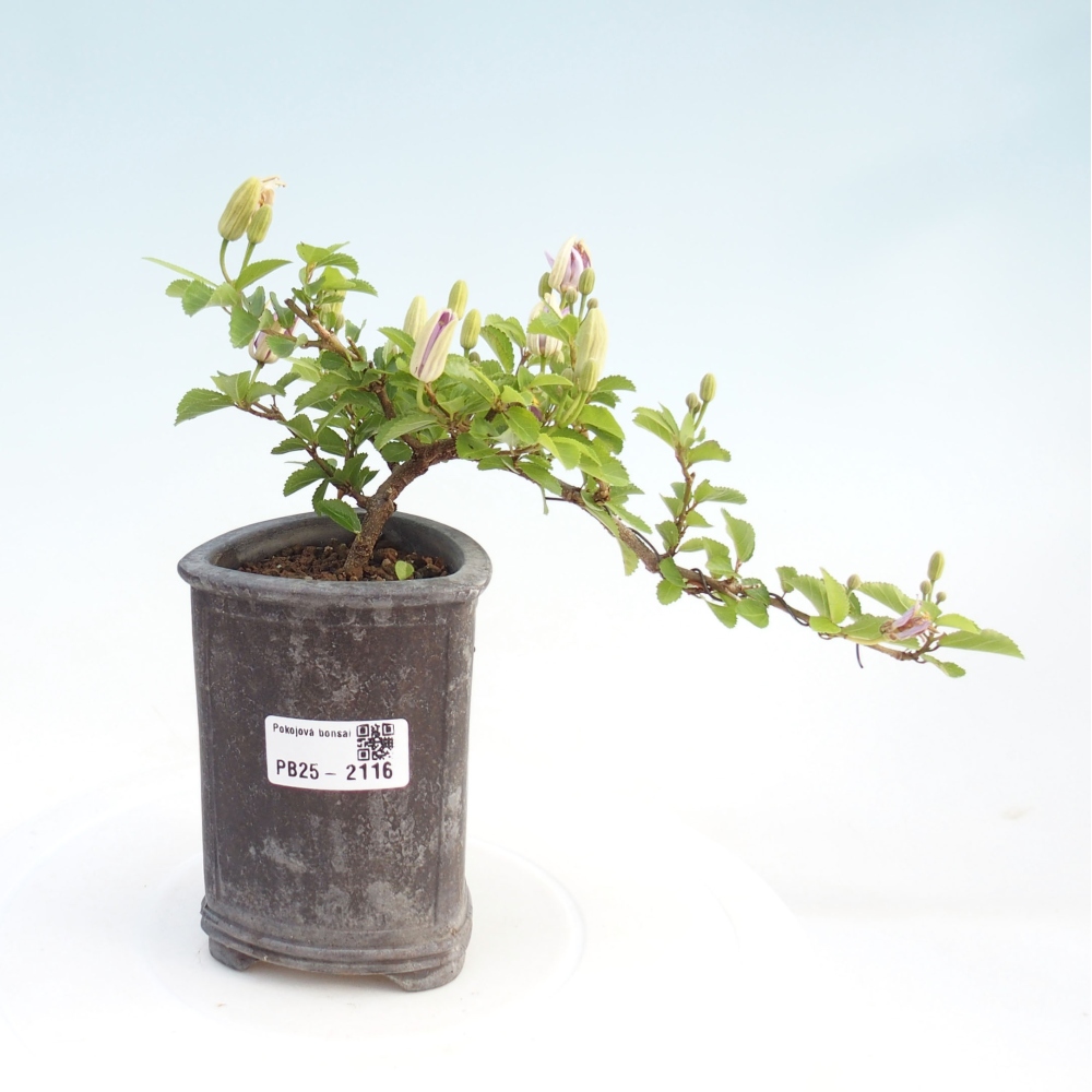 Kryty bonsai - Grewia occidentalis - Lawendowa gwiazda