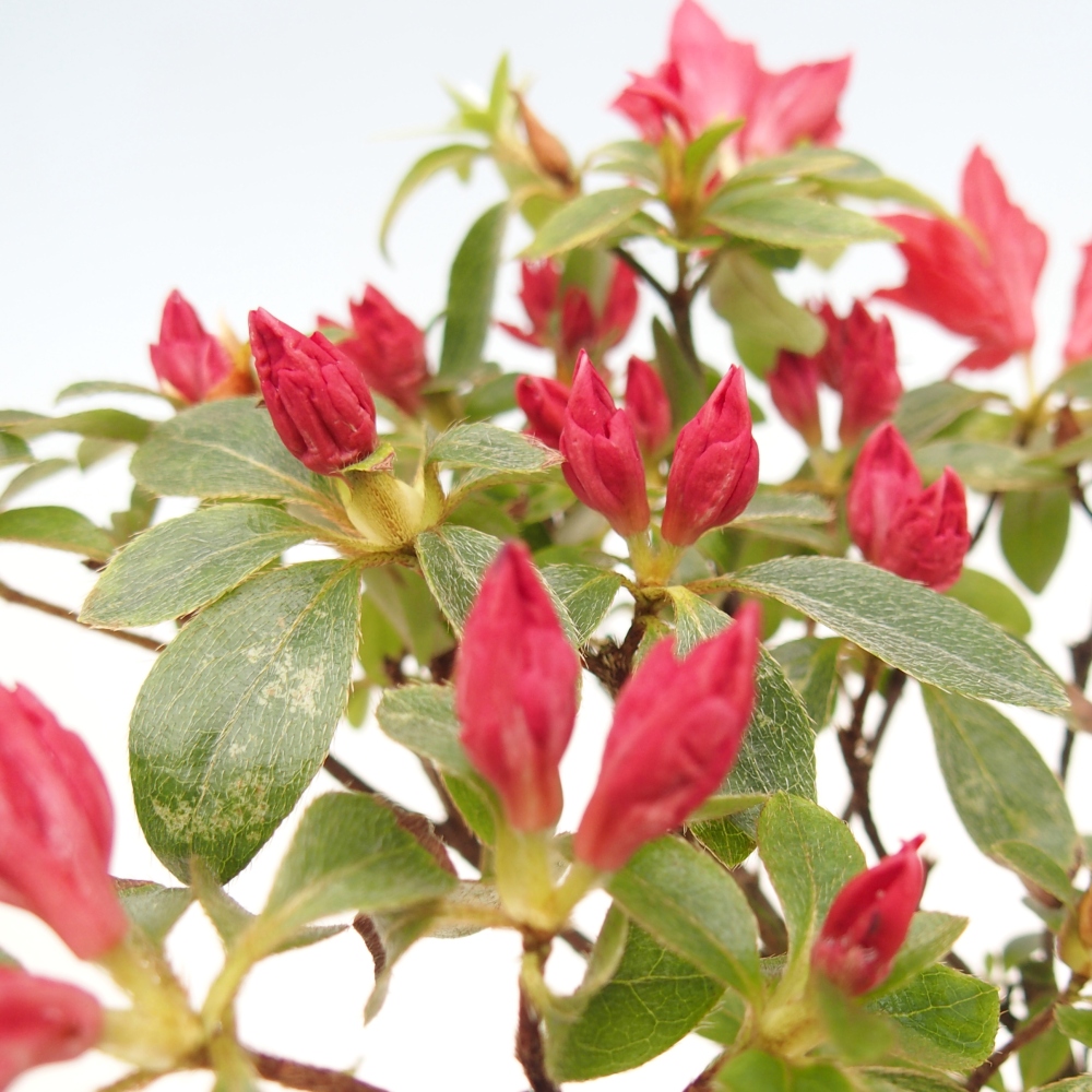 Outdoor bonsai - Azalia japońska - Azalea sp.