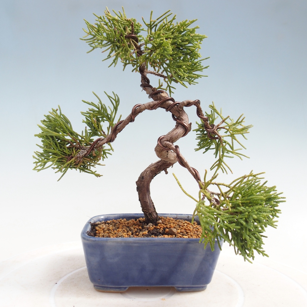 Outdoor bonsai - Juniperus chinensis Kishu