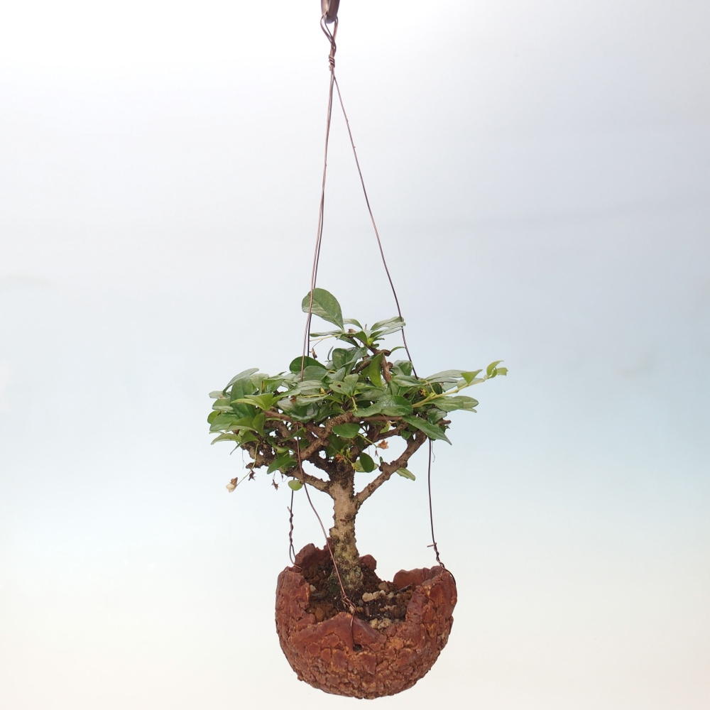 Kokedama w ceramice - Tea-fuki - Carmona macrophylla