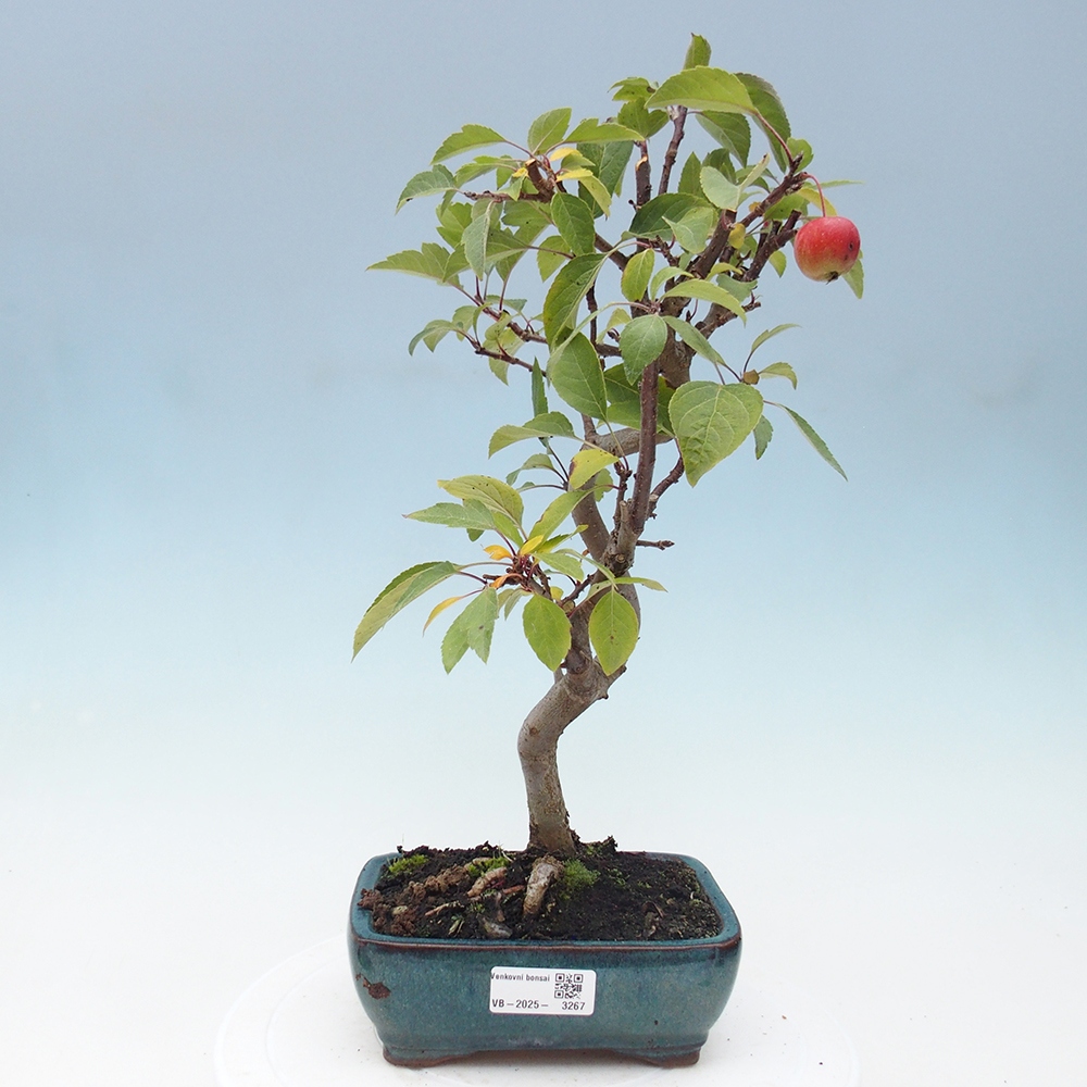 Bonsai plenerowe - Malus Halliana - Jabłoń drobnoowocowa