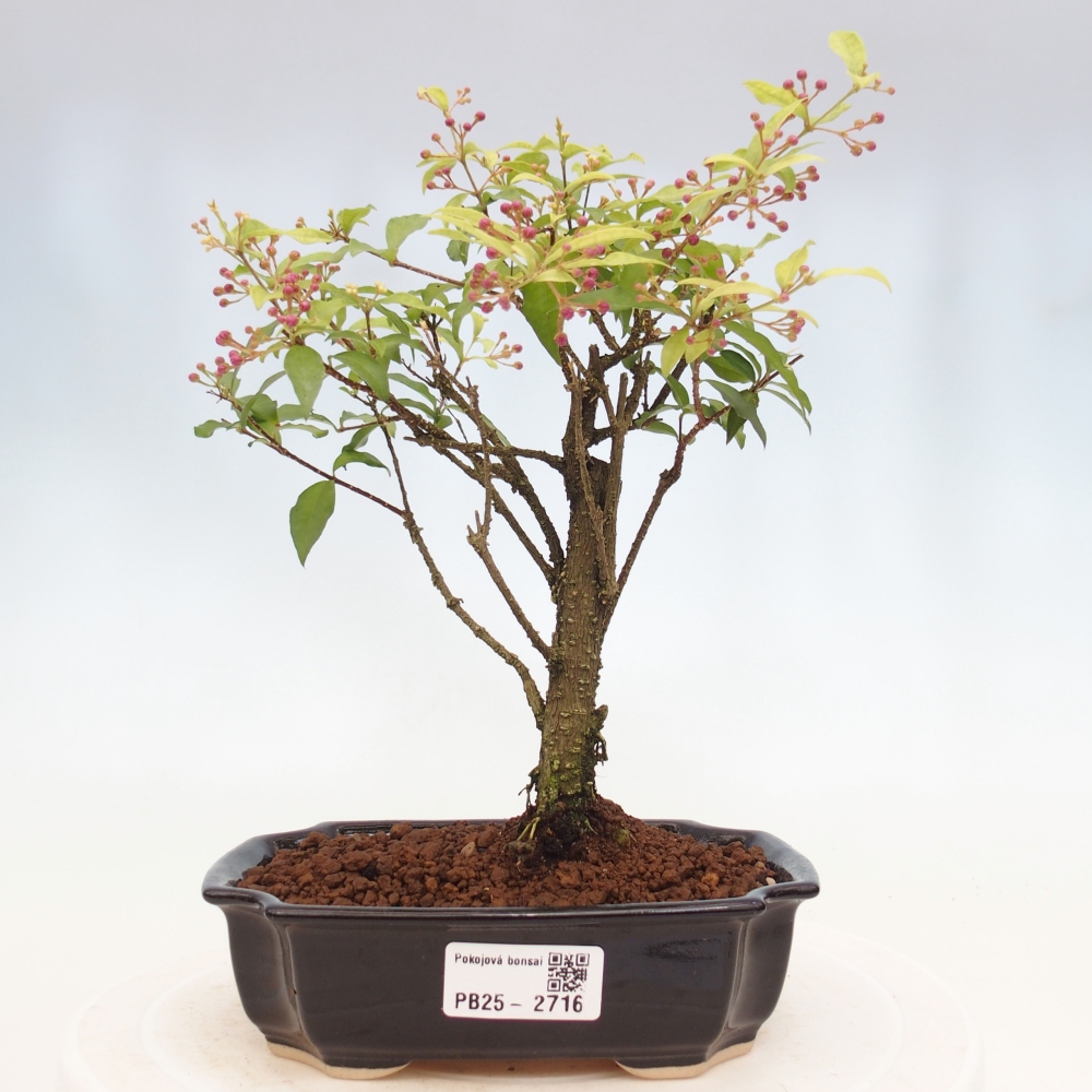 Bonsai pokojowe - Malpighia coccigera - Wiśnia Barbdorska