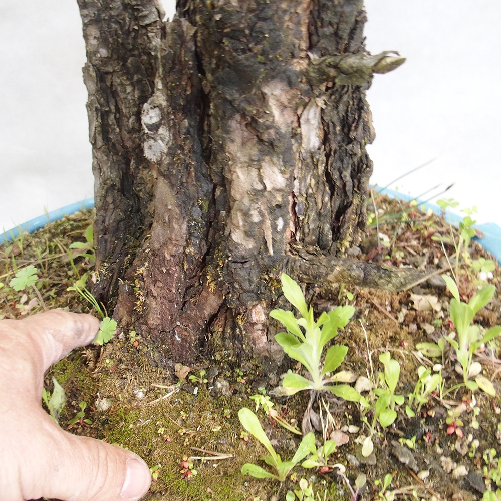 Yamadori - Pinus sylvestris 