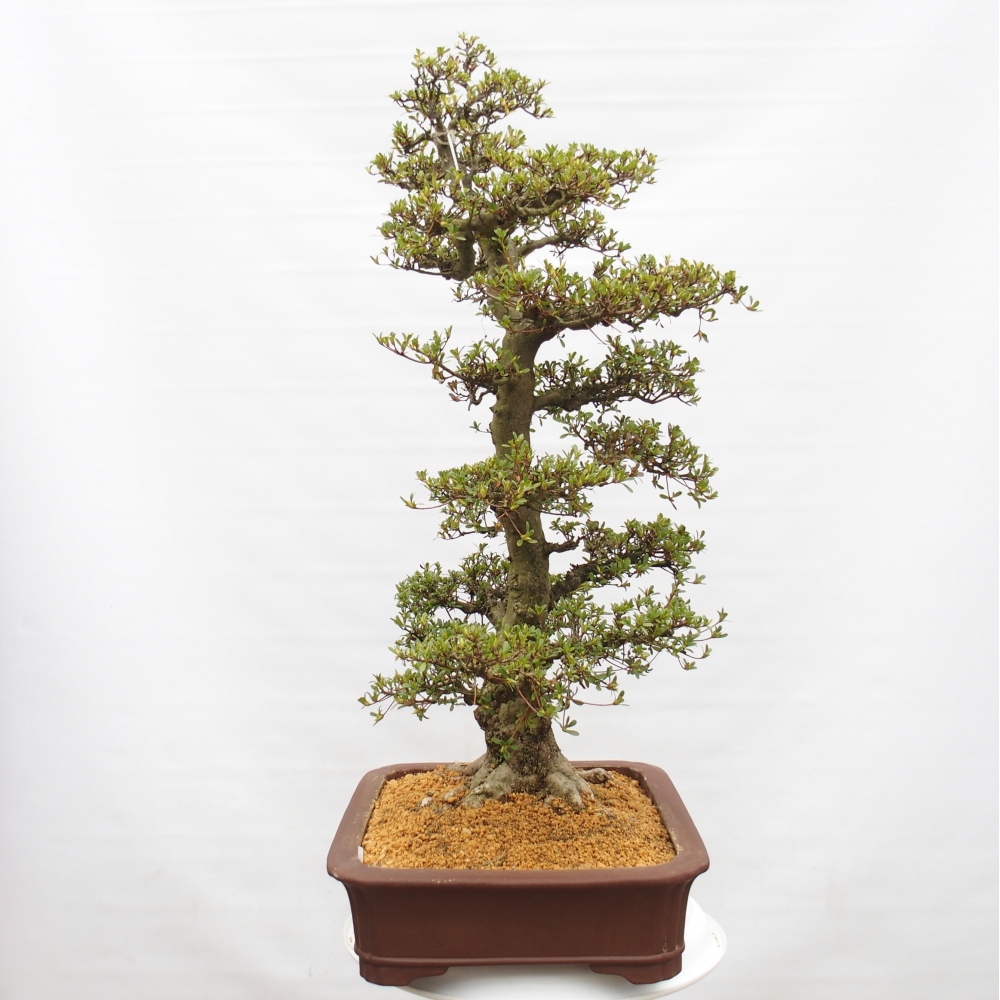 Bonsai zewnętrzne - Azalia japońska - Azalia Tochizumi