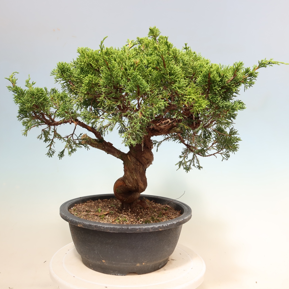 Bonsai ogrodowe – Juniperus chinensis Itoigawa – jałowiec chiński