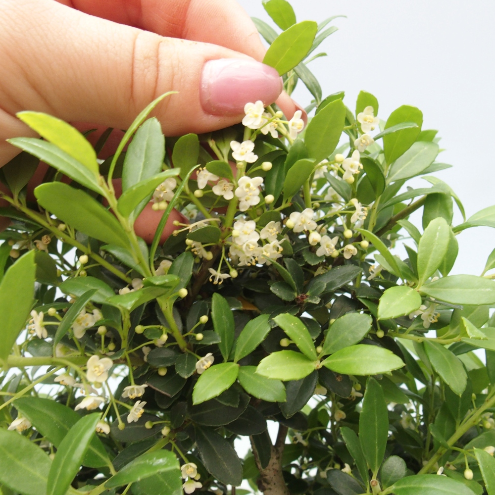 Kryty bonsai - Ilex crenata - Holly