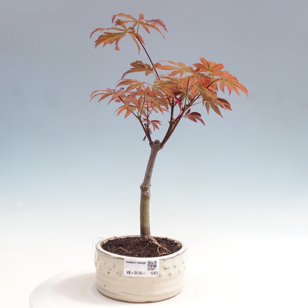 Bonsai na zewnątrz - Palma Acer. Atropurpureum-Javor palmate