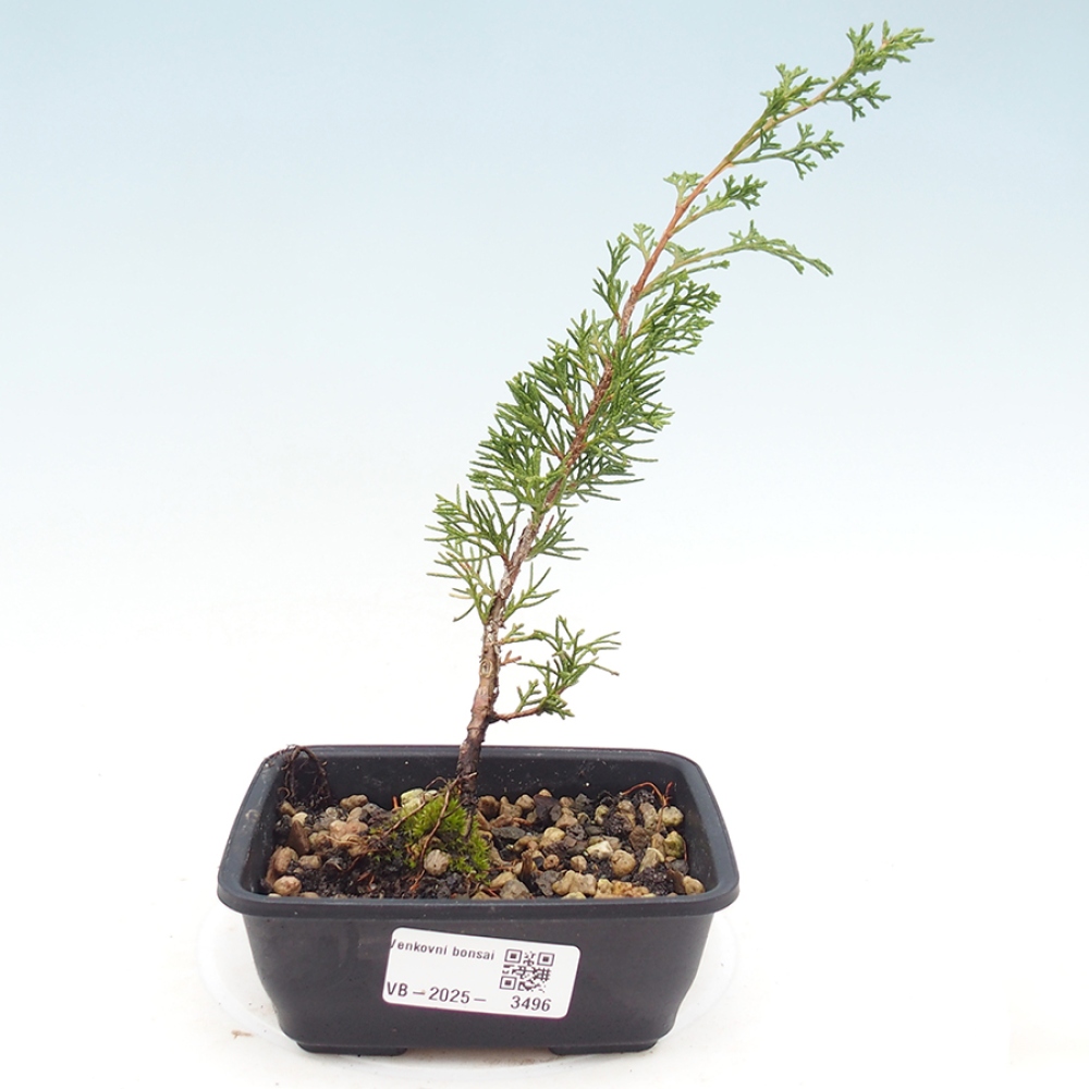 Outdoor bonsai - Juniperus chinensis Itoigawa