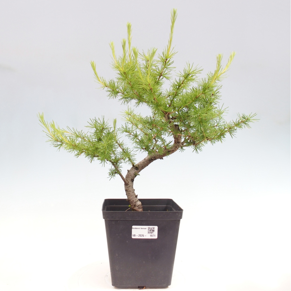 Bonsai zewnętrzne - Larix decidua - Modrzew