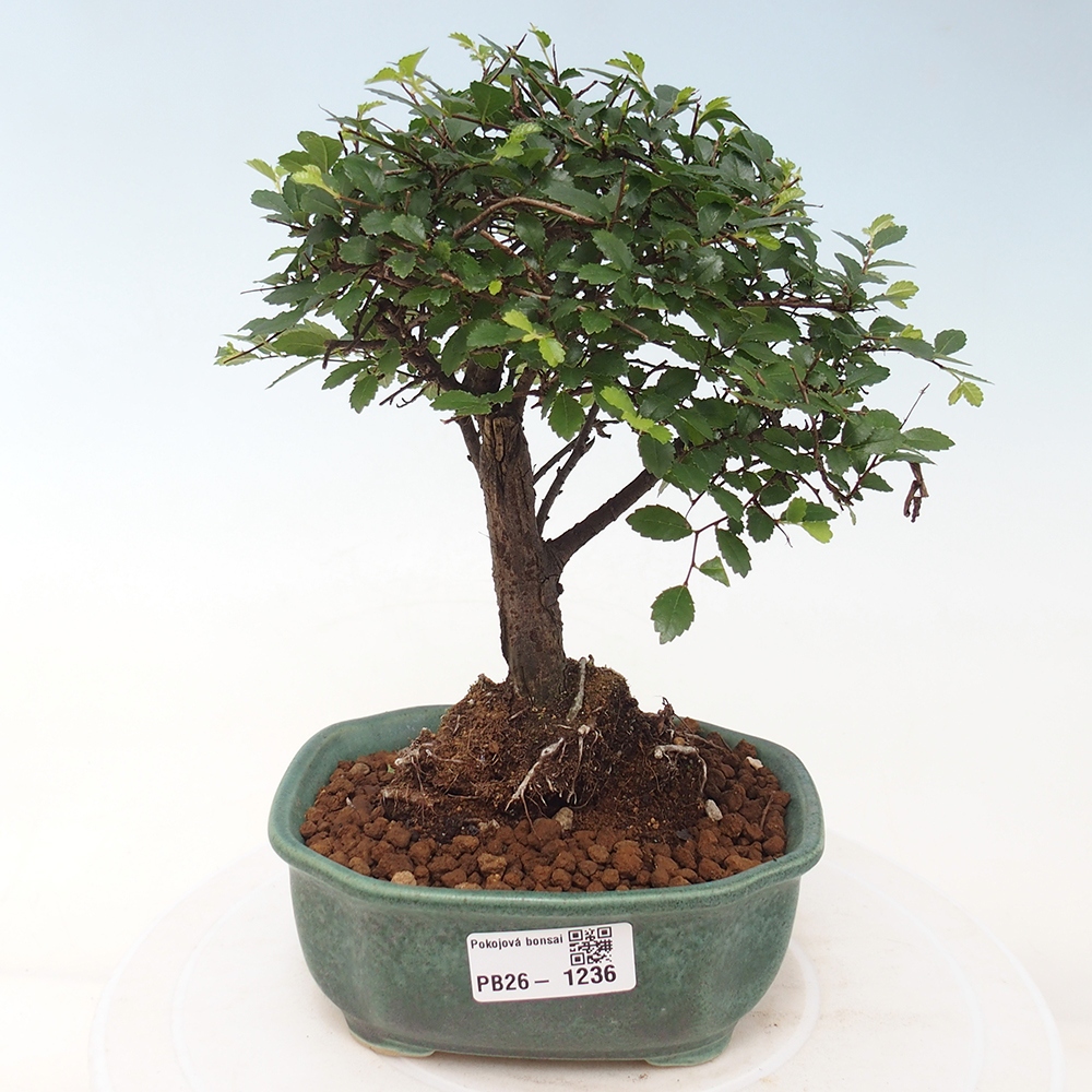 Pokój bonsai - Ulmus parvifolia - Wiąz drobnolistny
