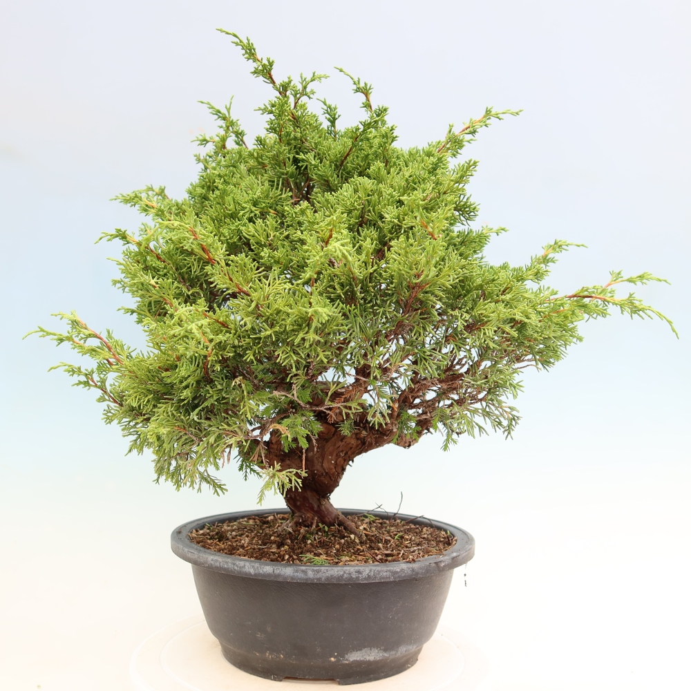Bonsai ogrodowe – Juniperus chinensis Itoigawa – jałowiec chiński