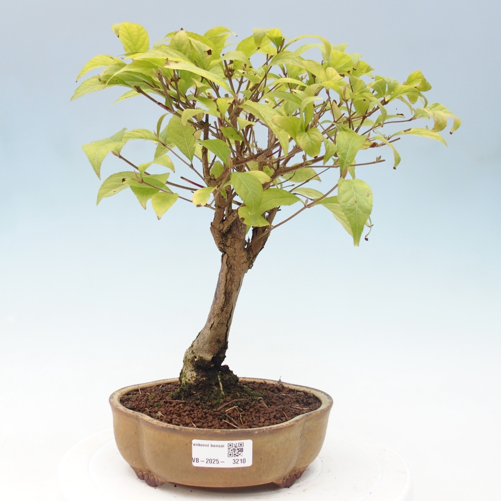 Outdoor bonsai - callicarpa jap Leucocarpa